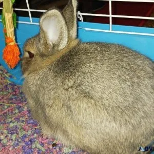 Dwarf bunny