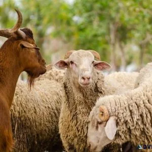 goats and sheeps for sale