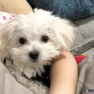 vgre Maltese Puppies