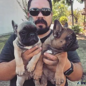 Healthy Frenchies for sale