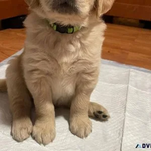 Goden Retrievr puppies