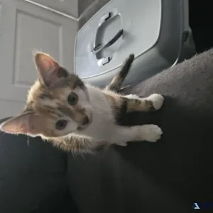 Kitten needing a good caring home