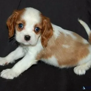 httjt Cavalier King Charles puppies
