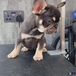 Puppies for sale
