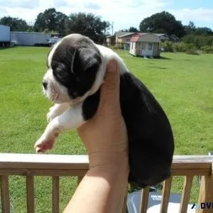 Adorable Boston Terrier