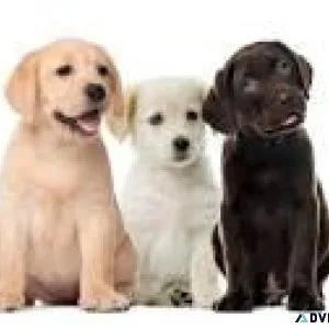 Puppies for sale