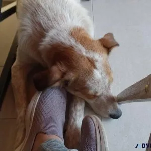 Austrailian cattle dogborder collie