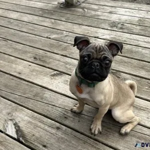 11 month old pug