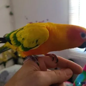 Sun Conure