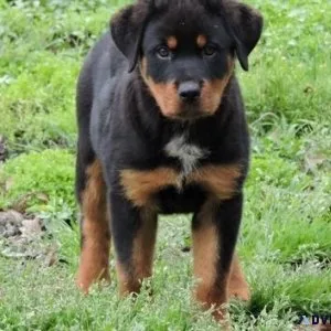 insecure expert German rottweiler puppies for Sale