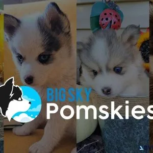 Beautiful litter of 8 Pomsky puppies f2