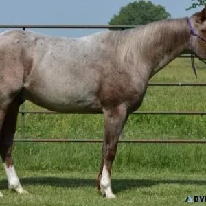 Horse For Sale