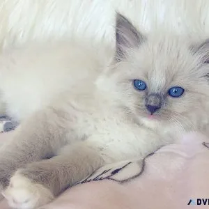 Ragdoll kittens for sale