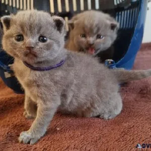 gghkhkyac Scottish fold kittens