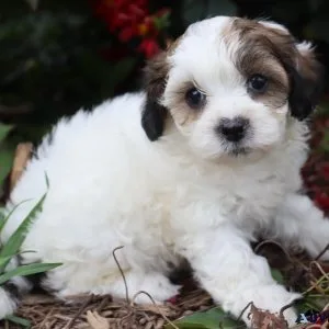 Jaxs Male Shihpoo