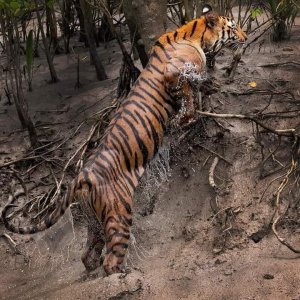 Sundarban package tour booking from kolkata