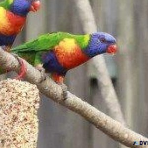 Celebrating Pet Birds - Vet in Philadelphia MS