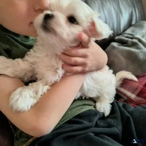 bhed  Charming Maltese puppies