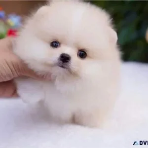 Pomeranian puppies