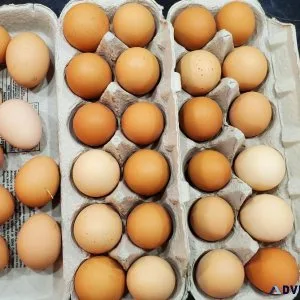 chicken eggs from free range chickens