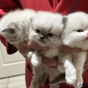 Persian kittens