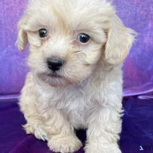 Fantastic Maltese puppies