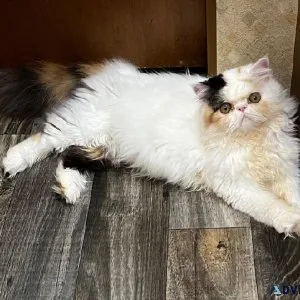 CFA Longhaired Exotic Calico Cat
