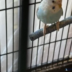 Young budgies and adult rehoming