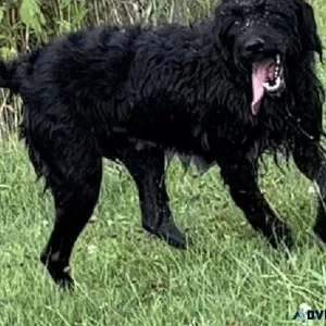 Labradoodle F1