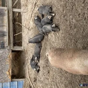 Piglets