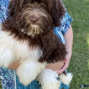 Havanese Puppies