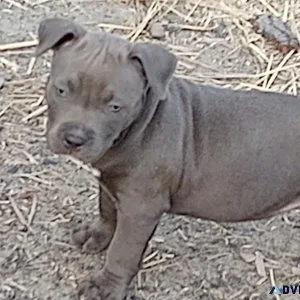 AMerican Bluenose Pitbull PUPS 4 sale