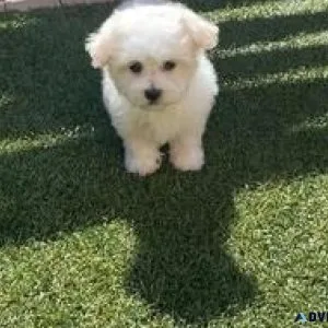 male and females Lovely Maltese Puppies