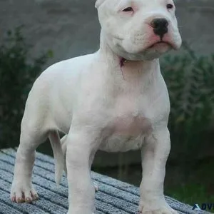 Dogo argentino   FOR SALE......7300930479