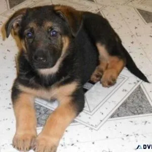 German Shepherd Pups.HUGE SALE Big Impressive.