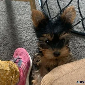 Train Yorkshire terrier  puppies