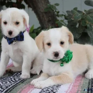 Adorable Miniature Bordoodle puppies