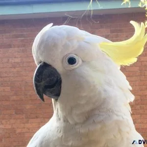 Sulphur Crested Cockatoo