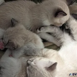Maine coon Blue point and chocolate Siamese