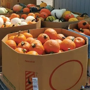 FREE Pumpkins (Perfect for Halloween Season)
