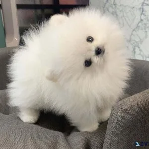 Beautiful Pomeranian puppies Available