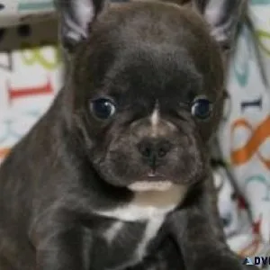 4 French Bulldog Puppies Text only  (917) 781-3637