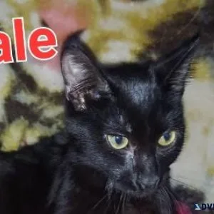 FREE Black Kittens Male and Female
