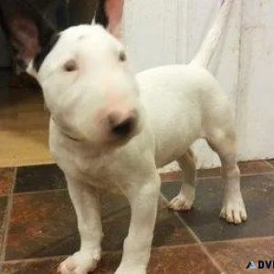 Bull Terrier Puppies Ready Now