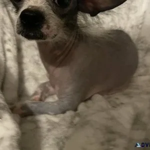 Chinese crested hairless
