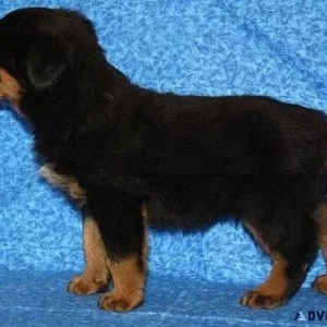 loathsome every German rottweiler puppies for Sale