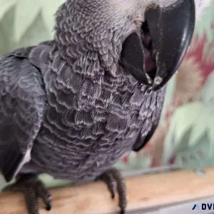 African Grey Parrot Congo Boy