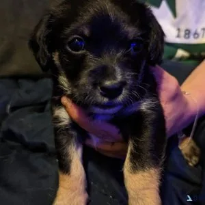 4 adorable male jackpoos for sale