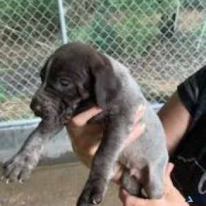 German Shorthaired Pointer puppies