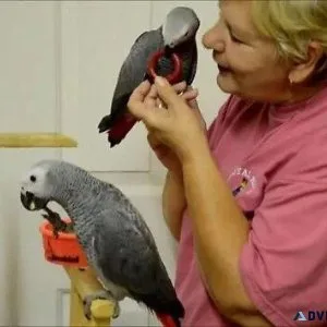 Super Friendly Congo African Grey Parrots.